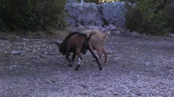Duelo Agresivo Cabras Salvajes Atardecer Sur Francia Verdon — Vídeos de Stock