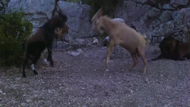 野生のヤギ同士の戦いや押し合い — ストック動画