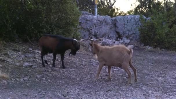 法国南部凡尔登的野山羊在日落时的激烈决斗 — 图库视频影像