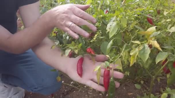 Руки Играют Красным Перцем Ферме Солнечный День Мексиканская Кухня Всегда — стоковое видео