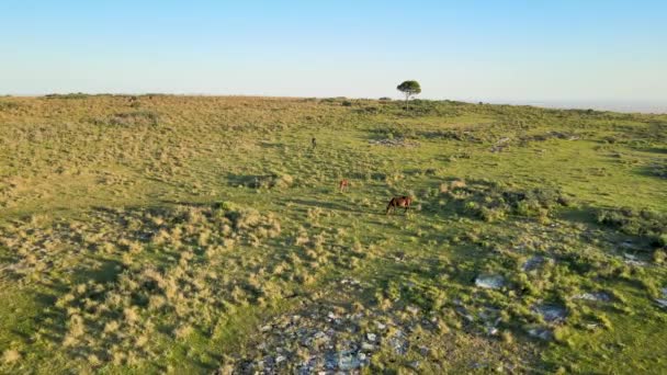 Foal Horses Grazing Field Clear Day Aerial Dolly — Vídeo de Stock