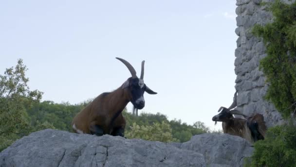 Wild Goat Sitting Rock Eating South France Verdon — Stok Video