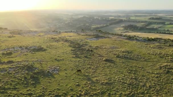 Stunning Sunrise Hill While Horses Grazing Aerial Tour — Stockvideo