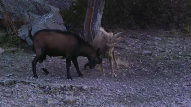 Wild Goats Duel Sunset South France Verdon — Stock videók
