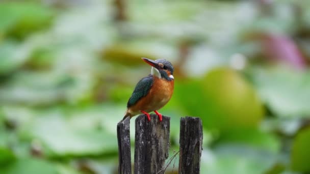 Resting Kingfisher Bird Bokeh Nature Background Selective Focus Shot — Vídeos de Stock