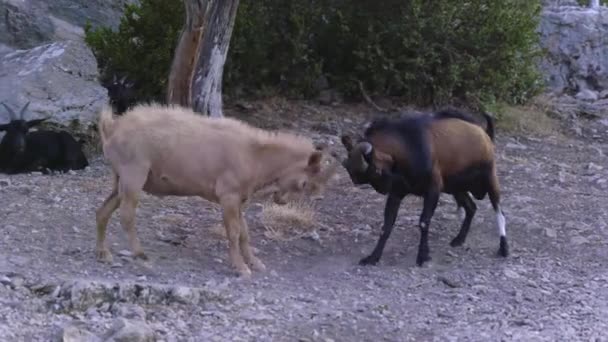 Duel Wild Goats Sunset South France Verdon — Vídeos de Stock