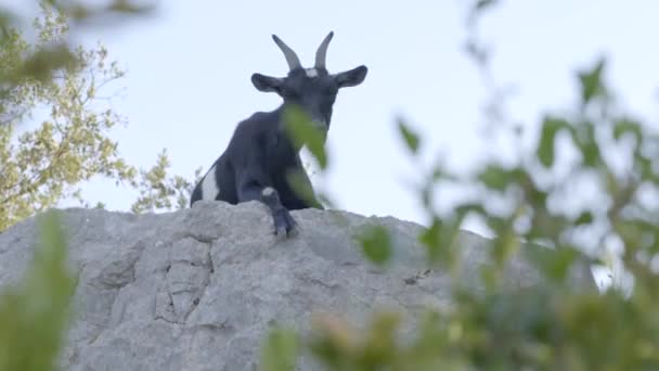 Wild Goat Sitting Rock Eating Looking Camera South France Verdon — Stockvideo