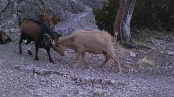 Wild Goats Battle Sunset South France Verdon — Stock Video