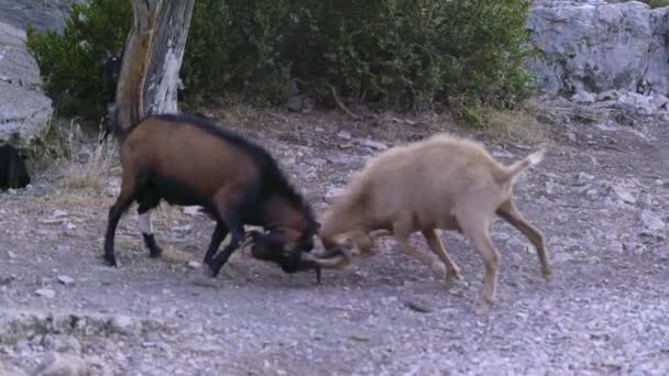 Slag Bij Wilde Geiten Zuid Frankrijk Verdon — Stockvideo