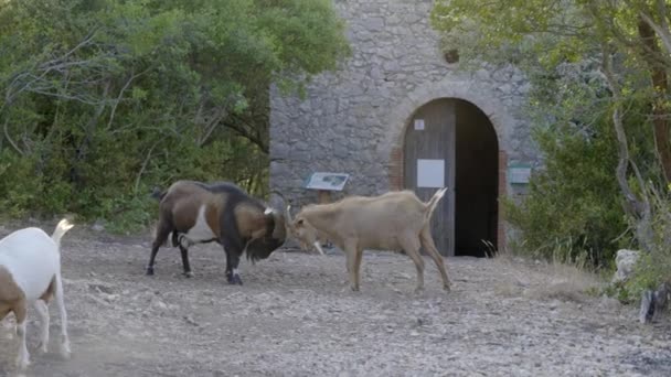 Fight Two Wild Goats Sunset Old Chapel Background — Vídeo de Stock