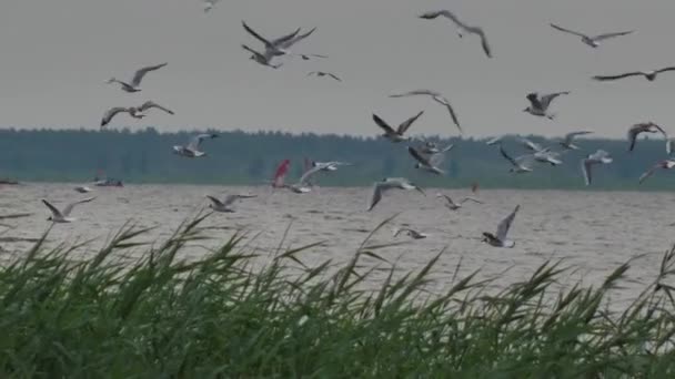 Black Headed Gull Sits Railing Lake Some Birds Fly Lake — Stockvideo