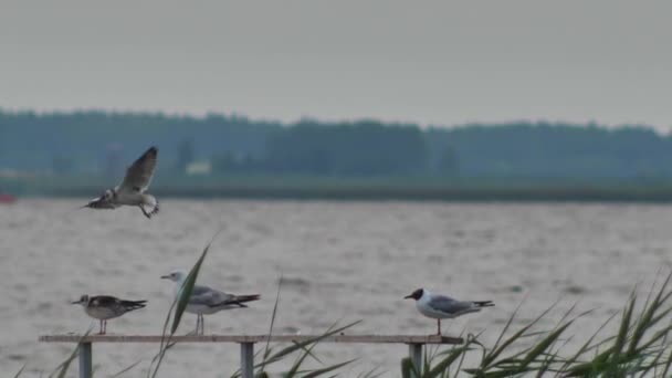 Black Headed Gull Sits Railing Lake Some Birds Fly Lake — Vídeo de Stock