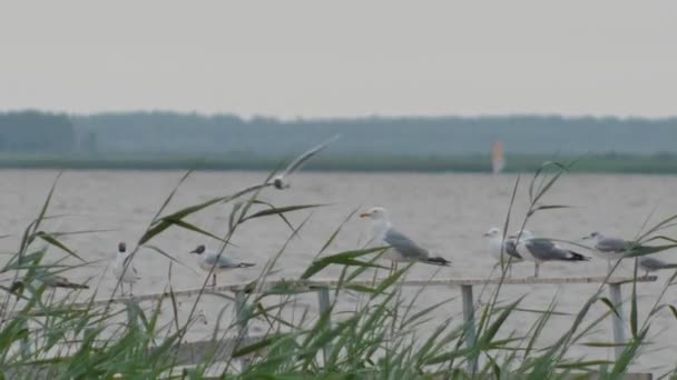 Black Headed Gull Sits Railing Lake Some Birds Fly Lake — Vídeo de Stock