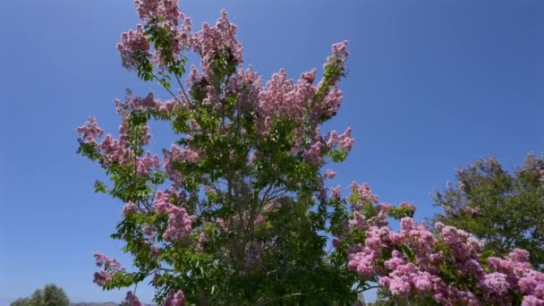 Blooming Pink Crape Myrtle Tree Park — ストック動画