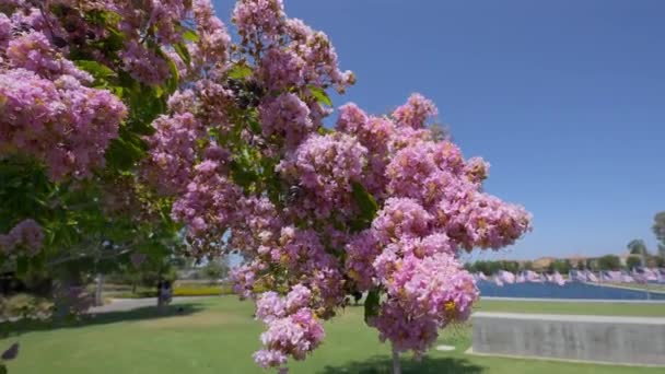 Large Flowering Pink Crape Myrtle Tree Branch — Video