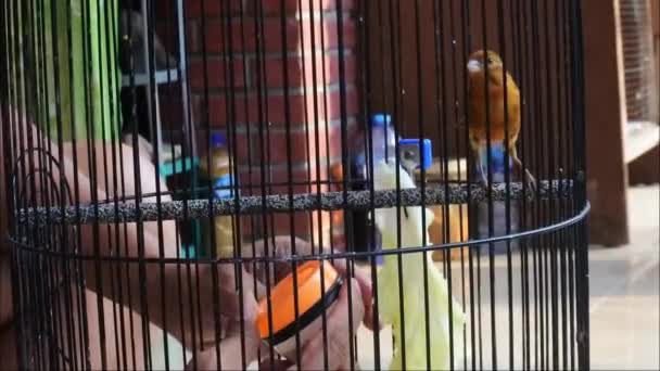 Feeding Yellow Canary Cage Pets Cages Videos Pet Birds — Vídeo de stock