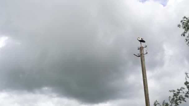 Wide Shot Stork Electric Pole Gloomy Day Uneasy Footage — ストック動画