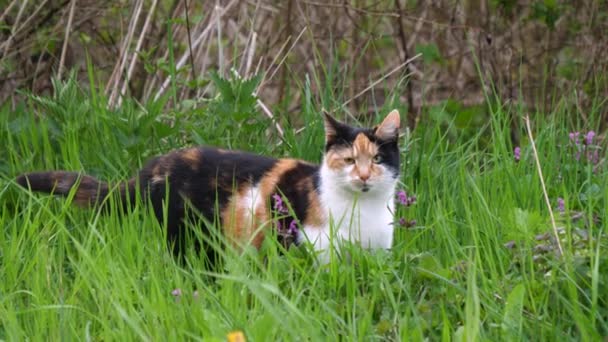 草の上でこっそり猫の好奇心のような怒りの天使 — ストック動画