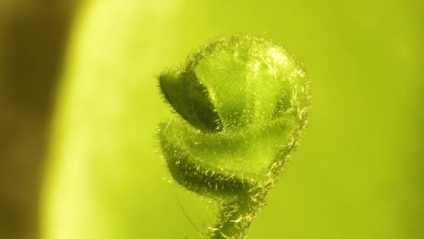 Baby Fern Unfurl Vivid Green Background New Energetic Growth Nephrolepis — Stock Video