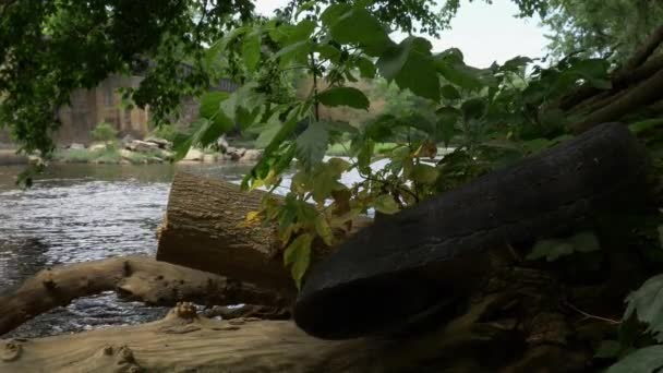 Tire Log Front River Surrounded Trees Plants Overcast Day Slow — Stok video