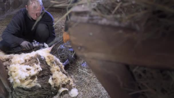 Shaving Old Dirty Wool Sheep Ram Shearing Barn — Αρχείο Βίντεο