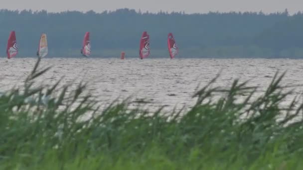 Windsurfing Festival Lake Team Windsurfing Sailors Compete Lake Victory — Stock video