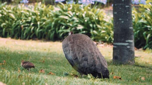 Female Peacock Her Peachick Foraging Grass Close Slow Motion — Vídeos de Stock