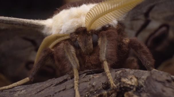 Macro Head Antennae Giant Peacock Moth Saturnia Pyri Tree Branch — Stock video