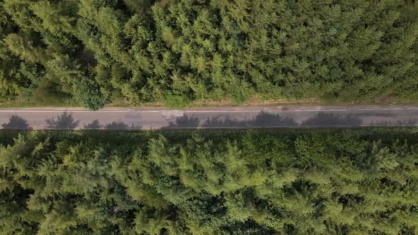 Aerial Top View Asphalt Road Going Right Middle Huge Pine — Stockvideo