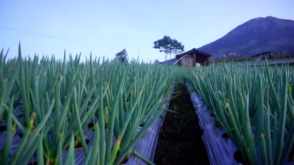 Scallion Plant Vegetable Plantation Slope Moutain Seen Mount Sumbing Background — Stock videók