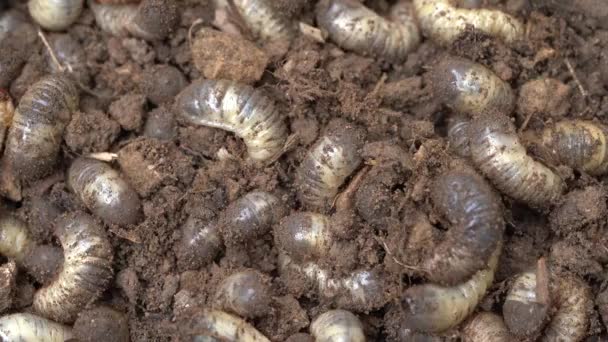 Rose Chafer Larva Moving Compost Close — Stock video