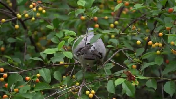 Pombo Madeira Comum Poleiro Comer Frutas Cerejeira Jardim Zoom Out — Vídeo de Stock