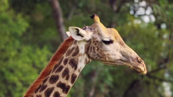 Closeup Shot Beautiful Giraffe Head Neck Blur Background Trees Khwai — ストック動画