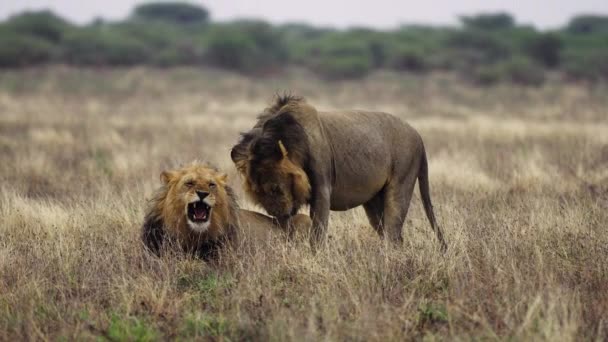One Lion Standing Licking Other Lion Sitting Grasslands Central Kalahari — 图库视频影像