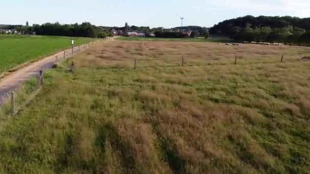 Some Sheep Grazing Fields Scherpenheuvel Belgium — стоковое видео