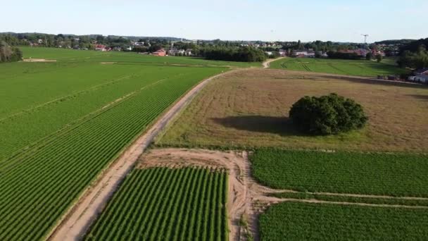 Zemědělská Půda Scherpenheuvel Belgie — Stock video