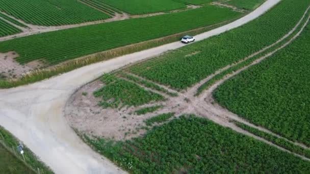 Car Driving Potato Fields Belgium — Stock Video