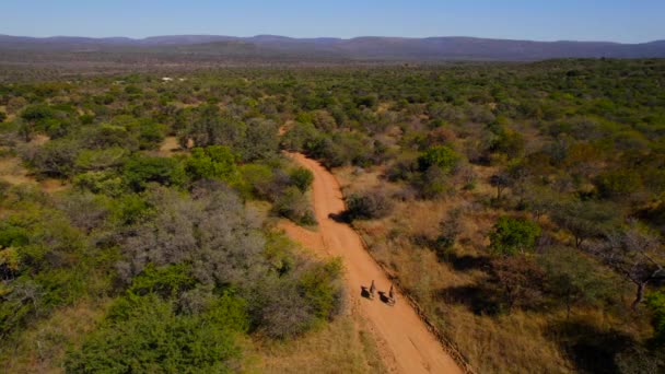 Romantic Animal Walk Nature Aerial Drone Shot Zebra Couple — Video