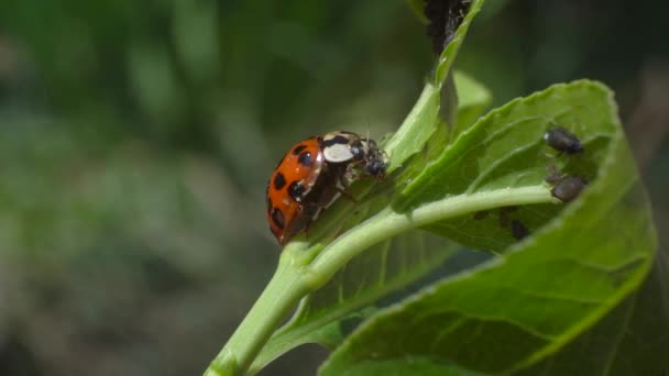 Harlequin Ladybird Harmonia Axyridis Adult Eating Aphid Invasive Predatory Beetle — Vídeo de Stock