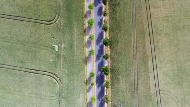 Car Drives Country Road Avenue Trees Gorgeous Aerial View Flight — 图库视频影像
