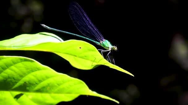 Libélula Iridescente Verde Empoleirada Folha Verde Antes Voar Selva Khao — Vídeo de Stock