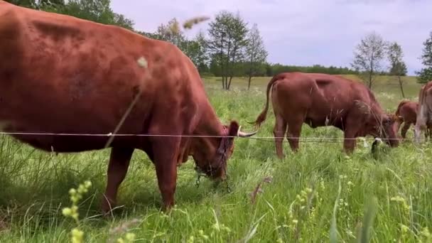 Cattle Chain Its Neck Feeding Grass Sun Close — 图库视频影像