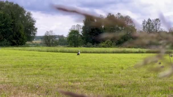 Evergreen Grassland Lush Landscape Lone White Stork Bird Sight Handheld — Stockvideo