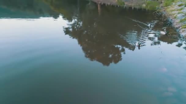 Some Ducks Sailing Lake Mula Dam Barragem Mula Cascais Drone — Stock Video