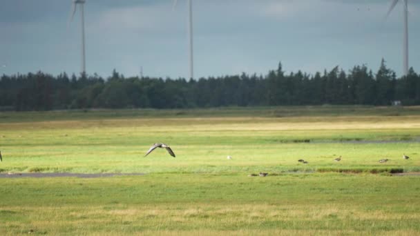 Flock Wild Geese Lush Green Meadow Northern Coast Wind Turbines — Wideo stockowe