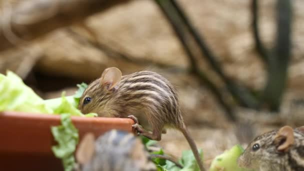 Cute Grass Mouse Eating Salad Bowl Zoo Sunny Day Close — 비디오
