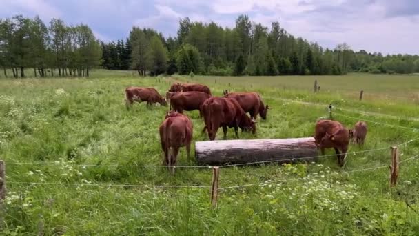 Polonya Kızıl Sığır Sürüsü Buzağı Güpegündüz Kırsal Alanda Otluyor Geniş — Stok video
