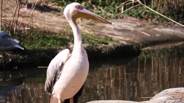 Beyaz Pembe Pelikan Göl Kenarında Güneşli Bir Günde Etrafı Seyrediyor — Stok video
