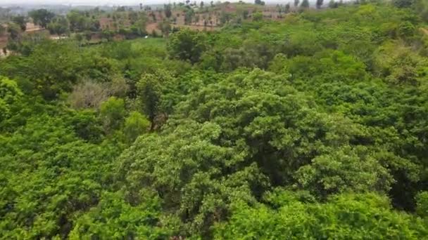 Greenery Forest India Top Drone View Karnataka Mysore — стоковое видео
