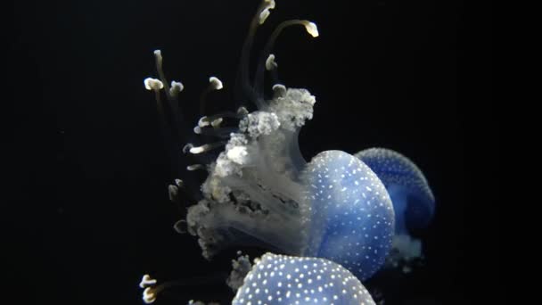 Close Shot White Spotted Jellyfish Family Swimming Clear Water Lighting — стоковое видео